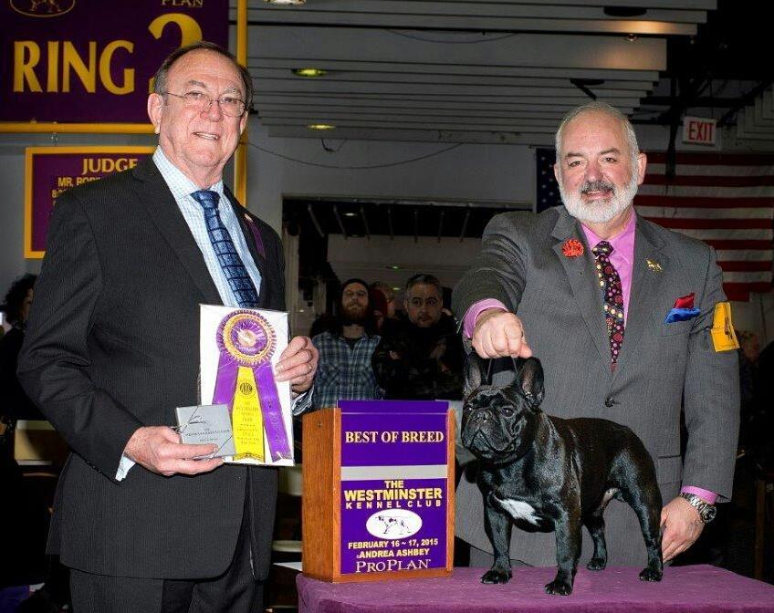 Our French bulldog Rocky won Best of Breed at Westminster 2015!